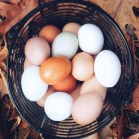protein rich protein rich