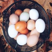 protein rich protein rich